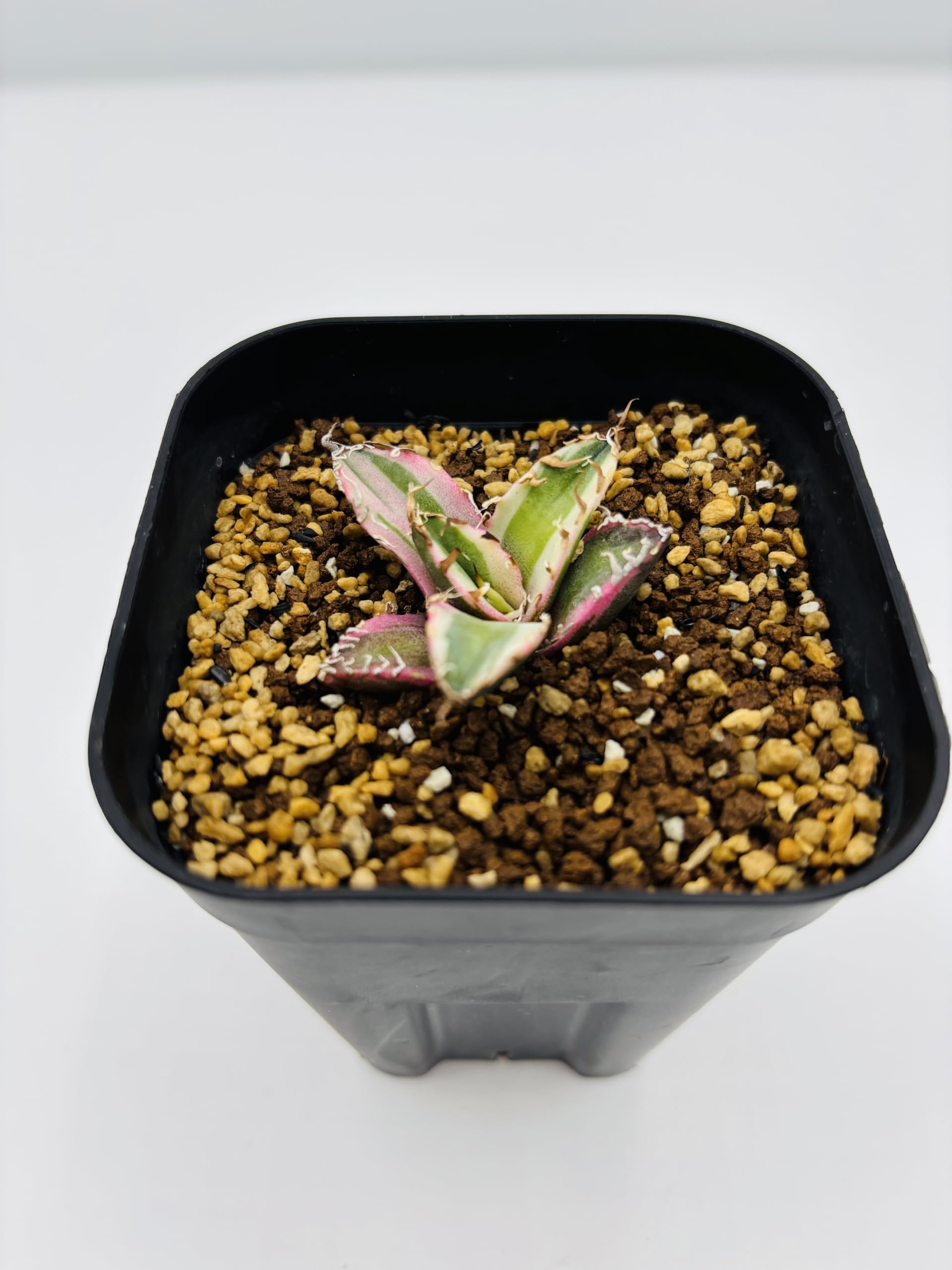 Amazon｜アガベ チタノタ 凱撒(シーザー)/ Agave titanota 'Caesar
